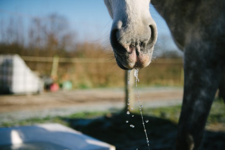Caballo, Pferd, Fotograf, Kathrin Stahl, Hamburg, 005