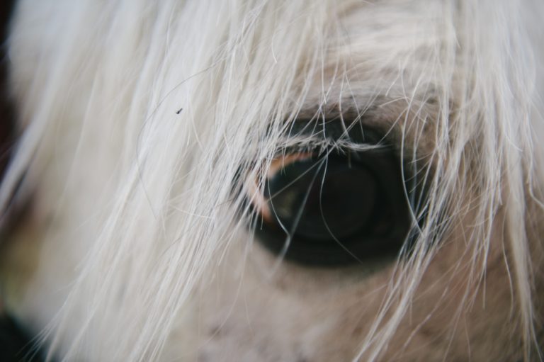 Pferd, Fotograf, Dokumentarisch, Hamburg, Kathrin Stahl_007