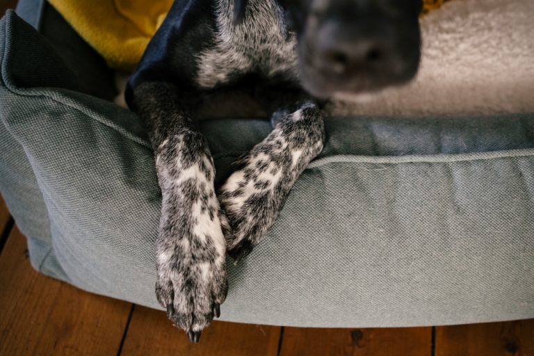 Familie, Hund, Fotograf, Hamburg, KathrinStahl,-2